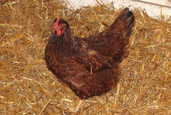 Brown Hen